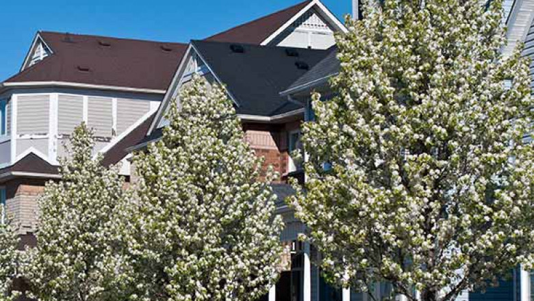 Get Exceptional Tree Trimming and Removal Services From AKA Tree Service