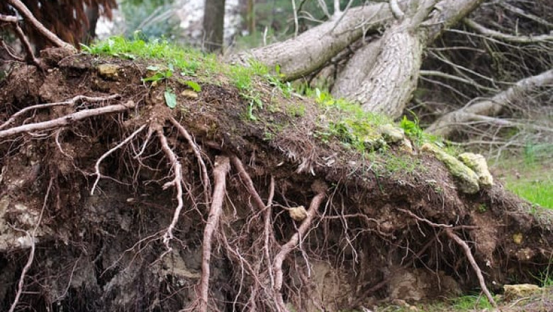 Get Quick and Hassle-Free Tree Removal Services From AKA Tree Service