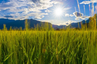 A Variety of Opportunities Are Available Due To the Widespread Use of Agricultural Colorants in Food and Beverage Industries