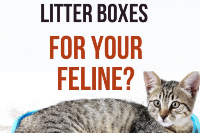 How To Choose The Most Suitable Cat Litter Boxes For Your Feline?