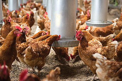 Poultry Health Market Insights, Trends, Top Industry Players and Future Development Status by 2025 | Research Informatic