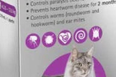 BRAVECTO PLUS for Cats 6.25 to 12.5 Kg PURPLE Pack 1 Pipette