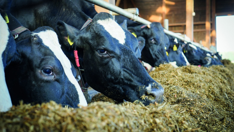 Comprehensive Study on Animal Feed Organic Trace Minerals Market 2021 with Top Leading Vendors like Phibro Animal Health Corporation ,Novus International