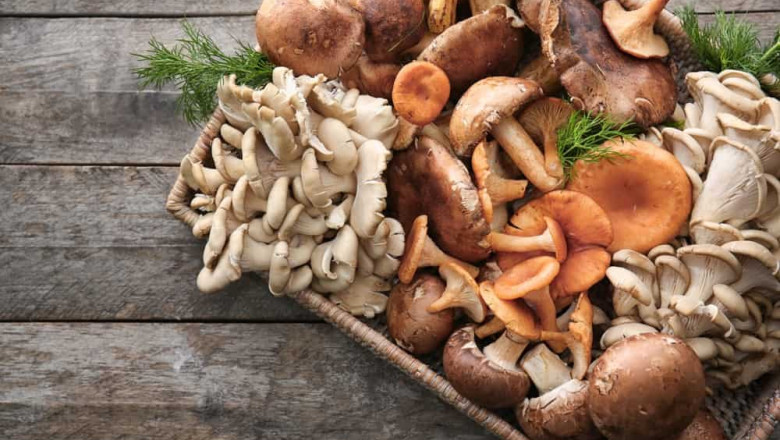 Medicinal Mushroom Extracts Market Survey and Global Trend Research 2027