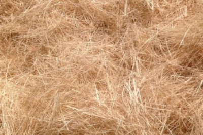 Sugarcane Fiber Market to witness profit-making growth over 2021-2031– Fact.MR Study