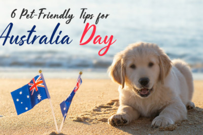 6 Pet-Friendly Tips For Australia Day | DiscountPetCare