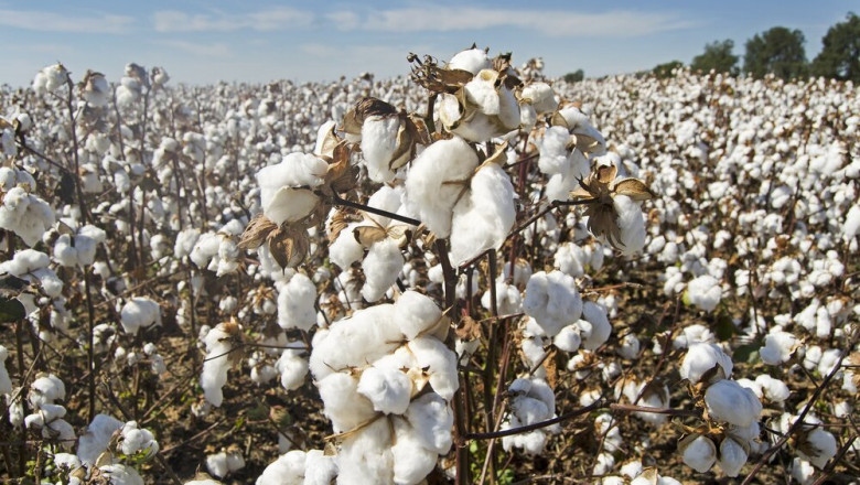 Recycled Cotton Market Competitive Insights and Precise Outlook 2021 – 2031