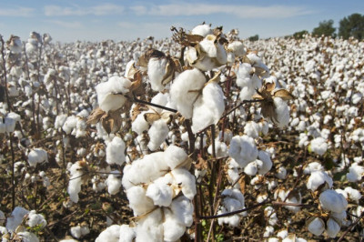 Recycled Cotton Market Competitive Insights and Precise Outlook 2021 – 2031