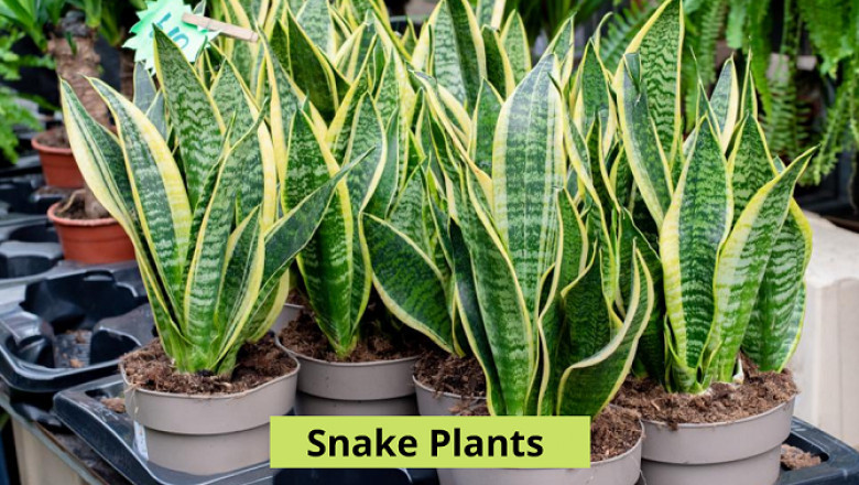 Top Ways to Grow and Care for Snake Plants