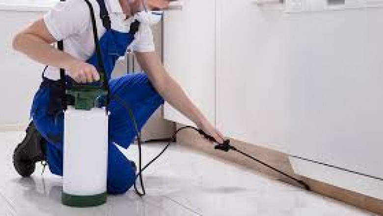 What To Ask When Working with Pest Control Company?