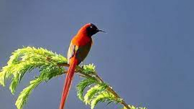 3 Reasons to Book with AlpineBirding for Bird Watching Tours in China