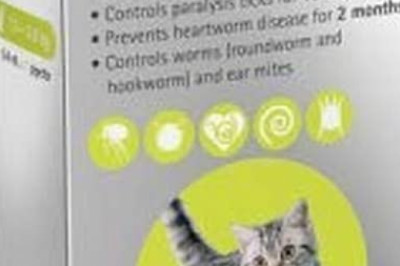 BRAVECTO PLUS for Cats 1.2 to 2.8 Kg GREEN Pack 1 Pipette