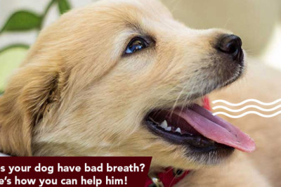 Does Your Dog Have Bad Breath? Here’s How You Can Help Him!