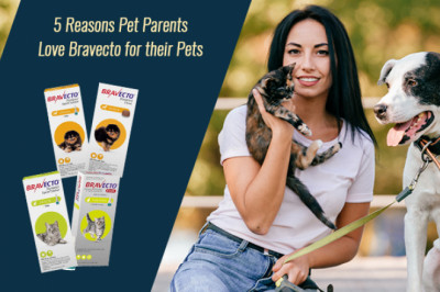 Why Pet Parents Love Bravecto for Their Pets?