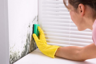 Get Rid of Mold: 8 Solutions to Kill and Prevent Outgrowth