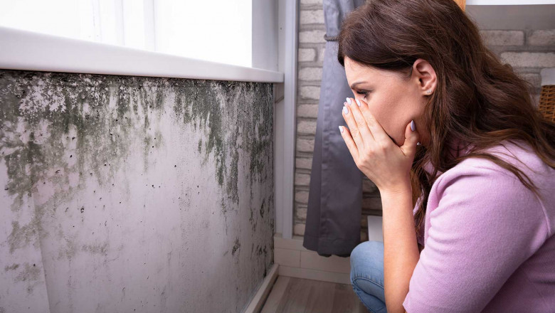 Mold Outgrowth: The Most Likely Places to Spot It