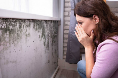 Mold Outgrowth: The Most Likely Places to Spot It