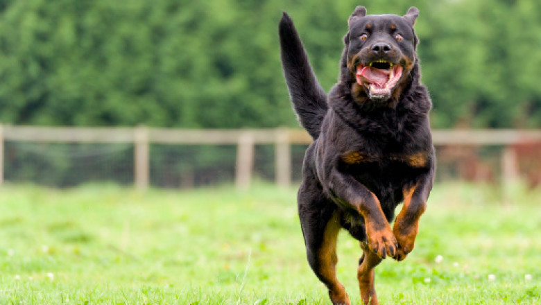 Frequently Asked Questions about Rottweiler