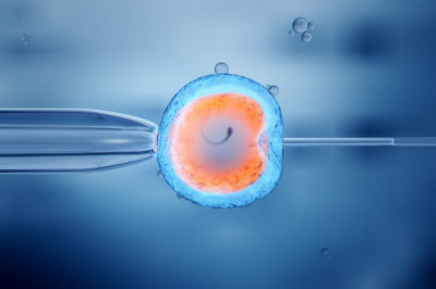 What Is In Vitro Fertilization (IVF)?