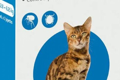 BRAVECTO Spot On for Cats 2.8 to 6.25 Kg Blue Pack 2 Pipettes