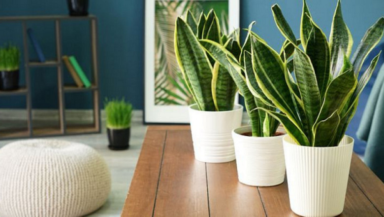 Ways to Take Care of Your Plants at Home or Office