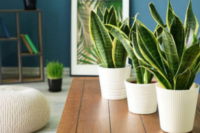Ways to Take Care of Your Plants at Home or Office