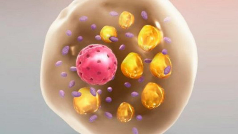 How Brown Adipose Tissue Can Help You Lose Fat, FAST |naturwarriors