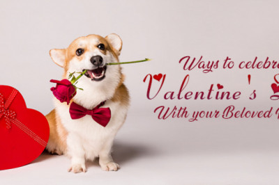 Ways to Celebrate Valentine’s Day with Pets