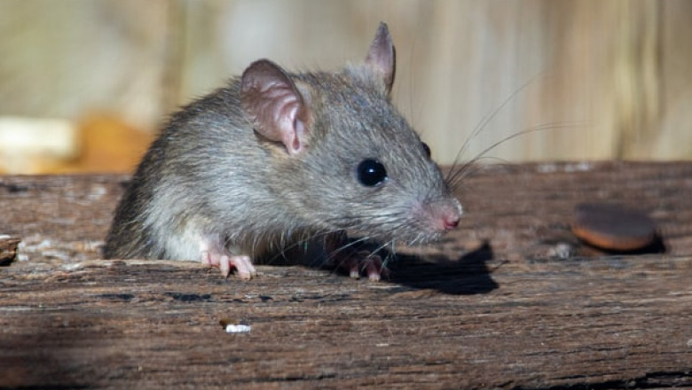 What Are the Benefits of Hiring a Mouse Exterminator?
