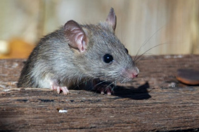 What Are the Benefits of Hiring a Mouse Exterminator?