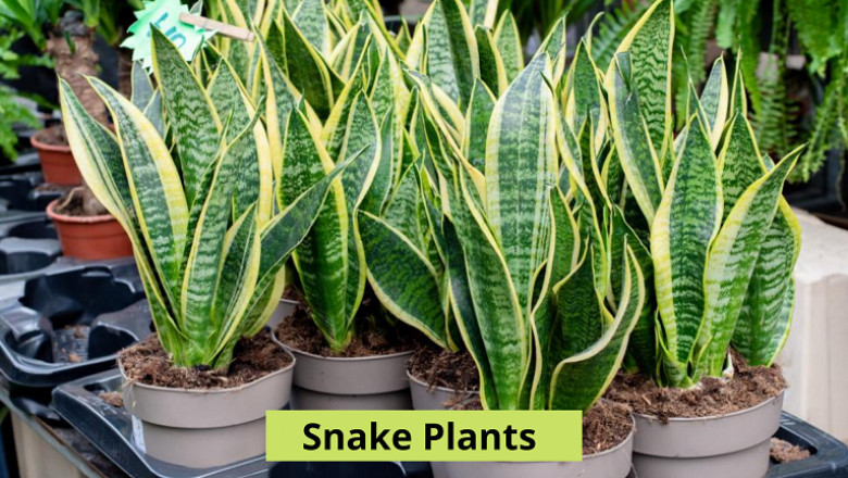5 Amazing Facts about Snake Plants you must know