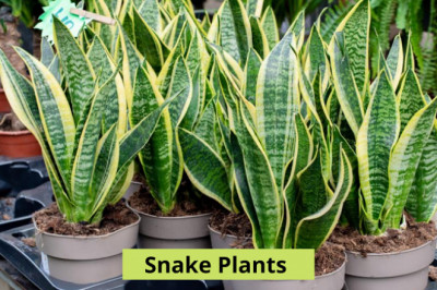 5 Amazing Facts about Snake Plants you must know