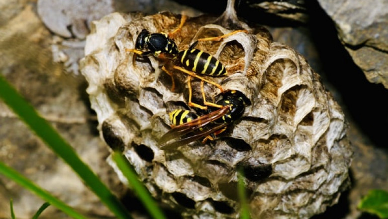 Any Business Should Be Ready to Use Wasp Pest Control as Fast as Possible