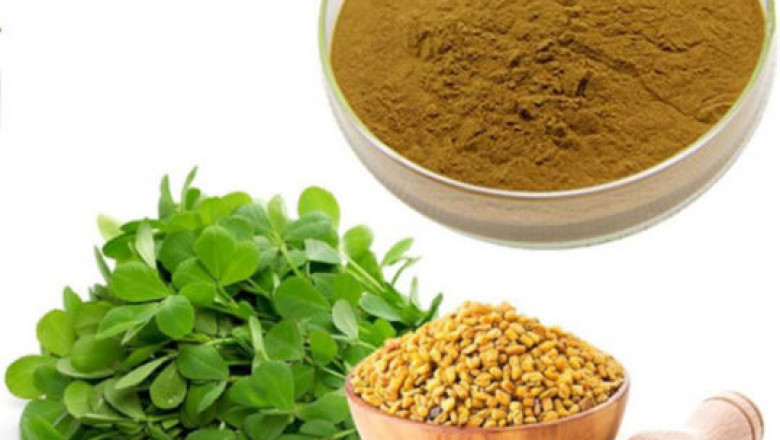 Fenugreek Seed Extract Market Key Findings, Regional Study, Size, Growth and Global Trends by Forecast to 2028