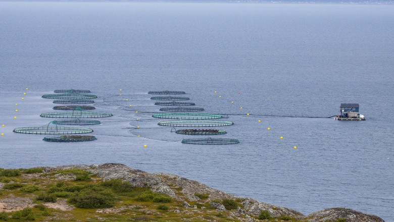 Aquaculture Market Outlook, Business Analysis, Share, Growth Opportunities Forecast 2028