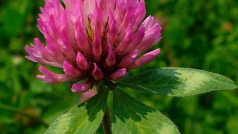 Global Red Clover Market Segments, Share, Trends 2028| Indigo Herbs, Herbo Nutra