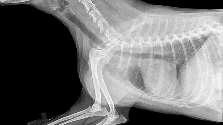 Veterinary Imaging Market 2022: Size, Share, Analysis and Forecast-2027