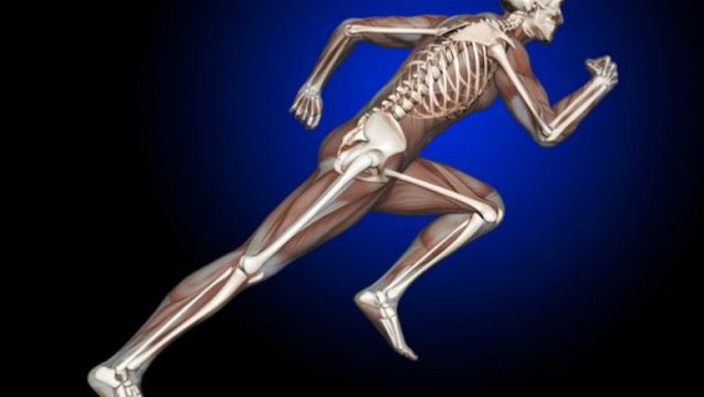 Bone and Musculoskeletal Allografts Market Insights, Trends, Top Industry Players and Future Development Status by 2025 |Research Informatic