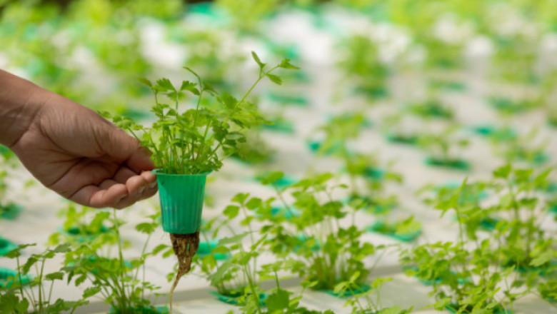 Hydroponics Market - Global Trajectory & Analytics