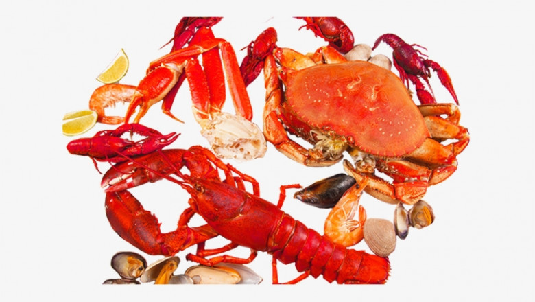 What is Chitin?