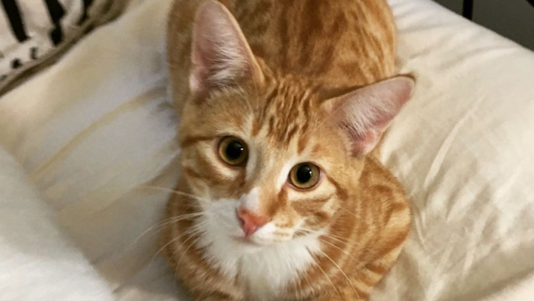 Effective Tips for Choosing the Right Kitten for You