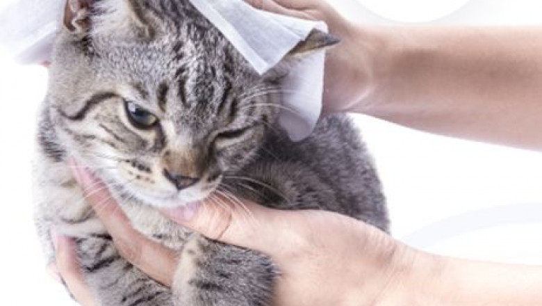 PET WIPES Manufacturer