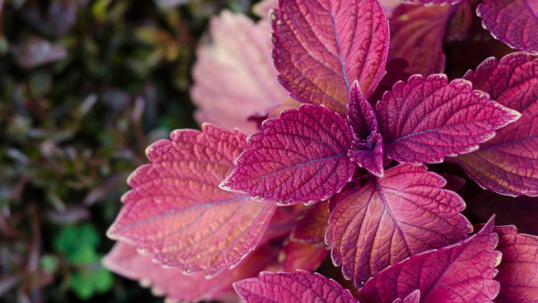 What is a clean label natural color