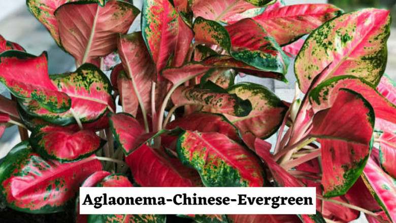 How to Take care of Your Aglaonema Pink Plants?
