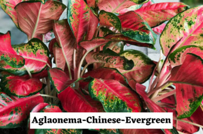 How to Take care of Your Aglaonema Pink Plants?