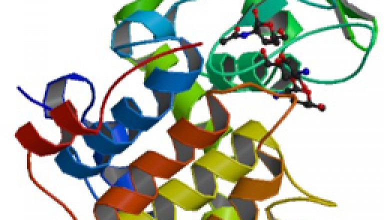 Global Chitosanase Market Segments, Share, Trends 2028| Specialty Enzymes, Creative Enzymes, Dynamic Enzymes