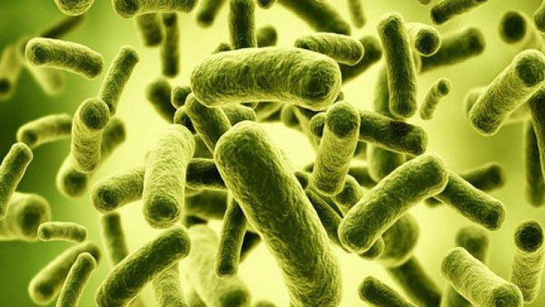 Global Bacillus Coagulans Market is projected to be the fastest growing with a CAGR of 7.91% over the forecast period