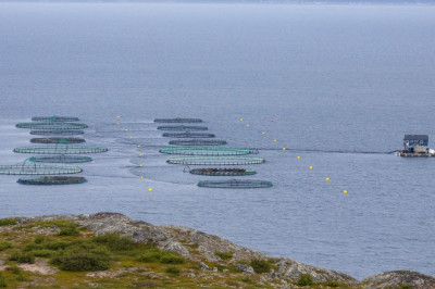 Aquaculture Market Size, Growth Strategies, Competitive Landscape, Factor Analysis, 2021–2028