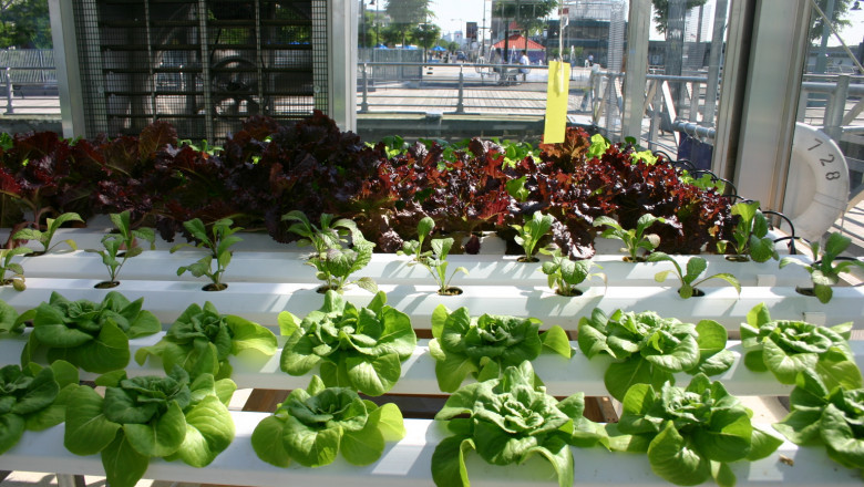 Hydroponics Market 2021 Segmentation, Business Growth, Top Key Players Analysis, Opportunities and Forecast to 2028