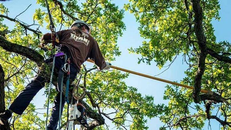 Save Yourself the Trouble and Hire a Tree Trimming Service